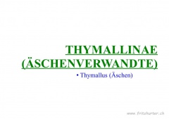 Thymallinae (Äschenverwandte)
